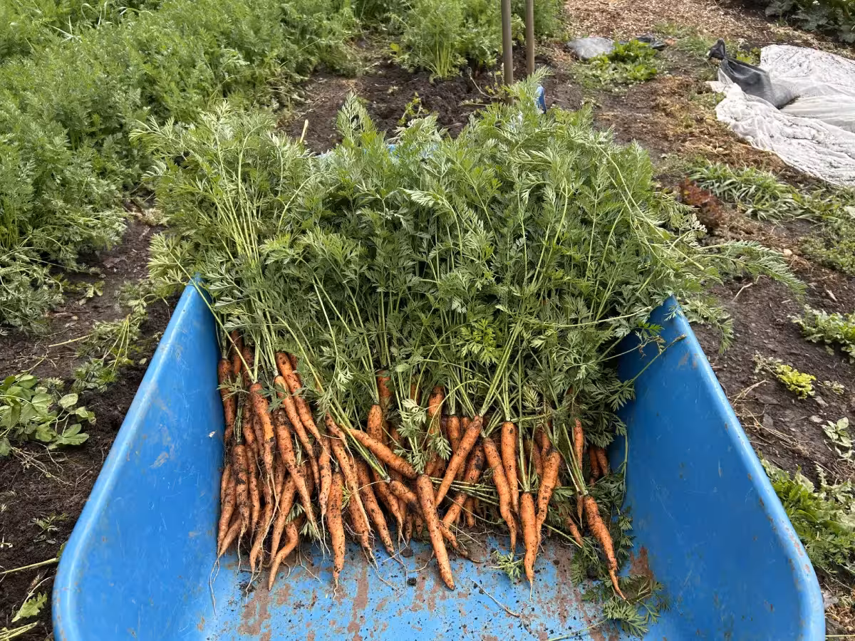 slow-food-carrot-2